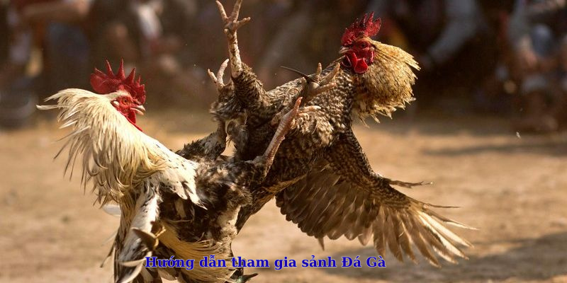 Hướng dẫn tham gia sảnh Đá Gà